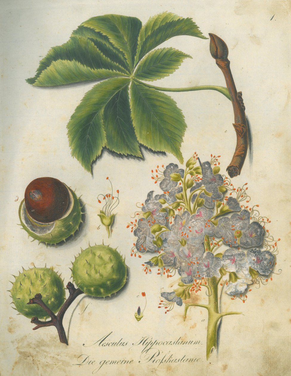 Hestekastanje (Aesculus hippocastanum) av G.F. Abel I. D. Reiter