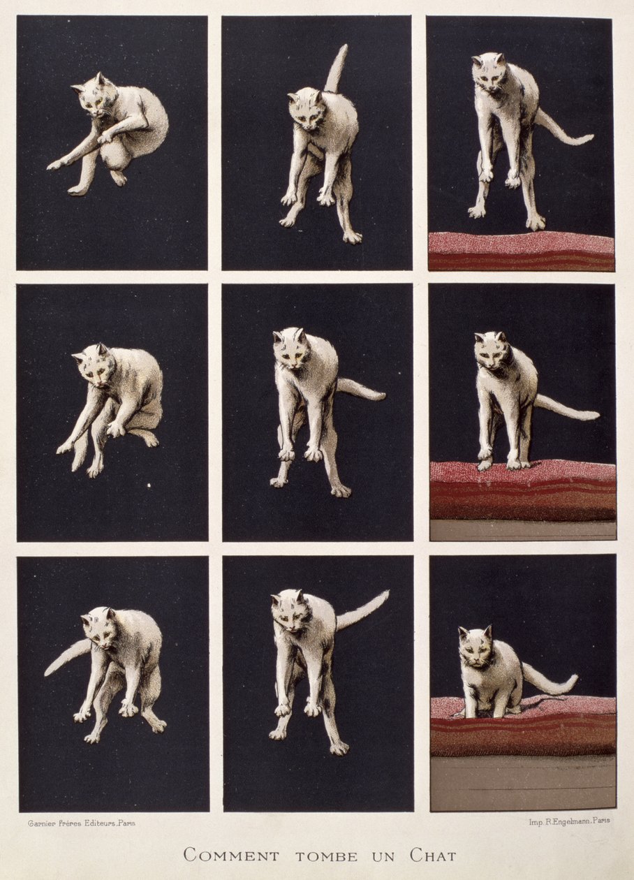 How a Cat Falls, fra The Last Wonders of Science av Daniel Bellet (chromolitho) av G. Lasellaz