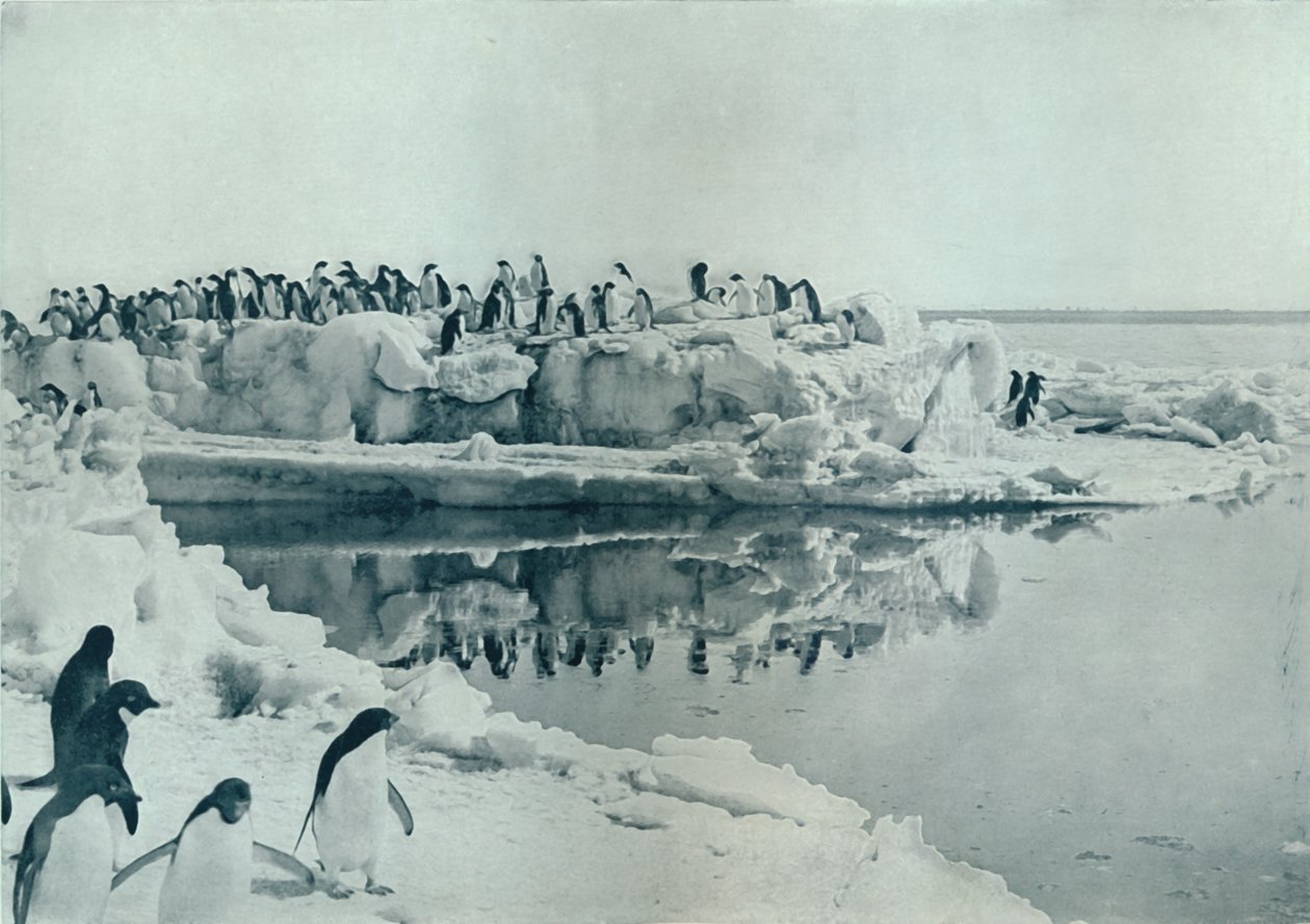 Pingviner på isfot, c1911, 1913 av G. Murray Levick
