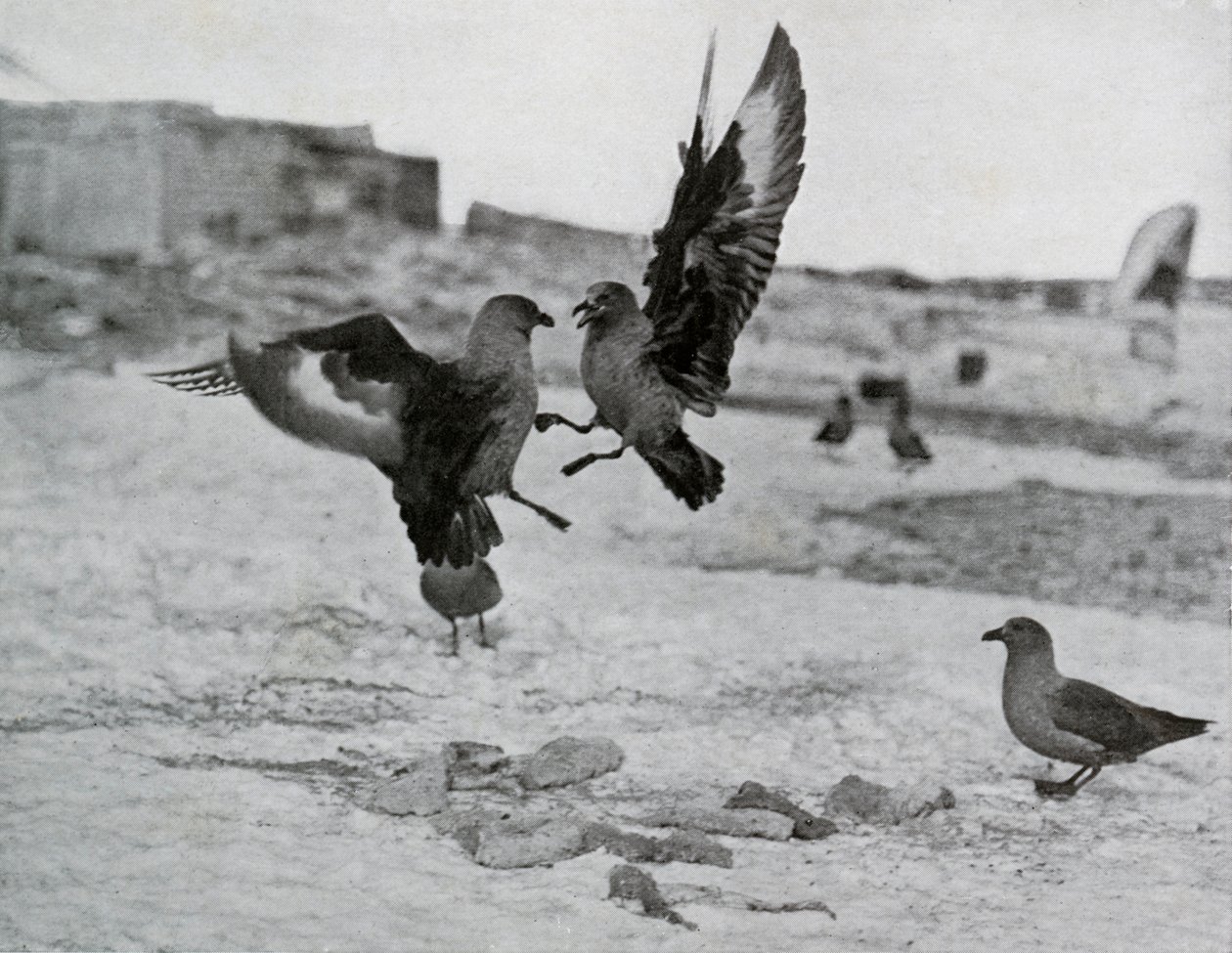 Skua-måker kjemper om noe spekk, 1911, 1913 av G. Murray Levick