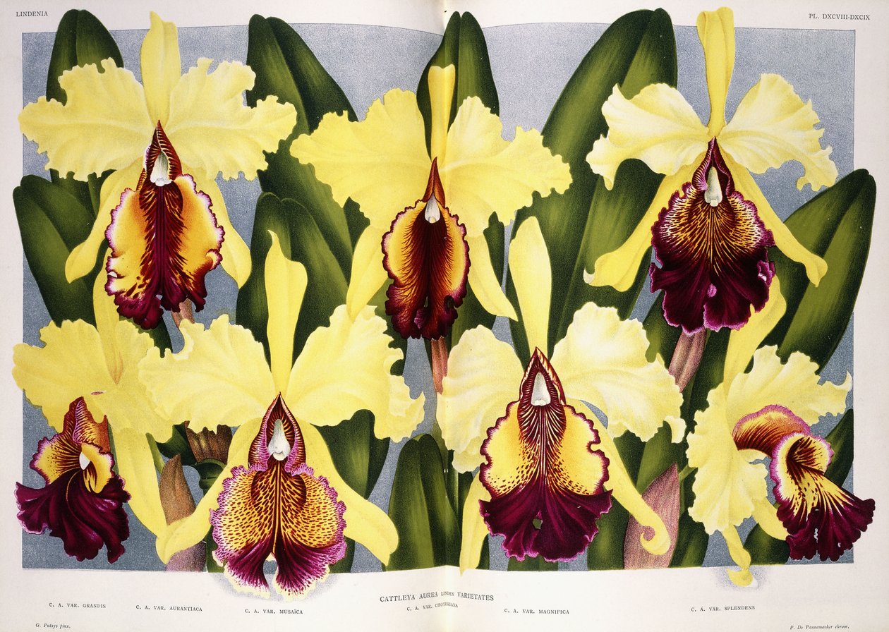 Varianter av orkideen Cattleya, 1885-1903 av G. Putzys