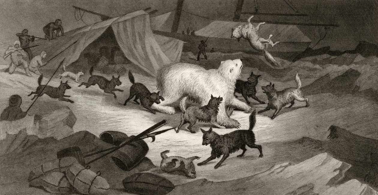 Bear Hunt, gravert av J.C. McRea, fra 
