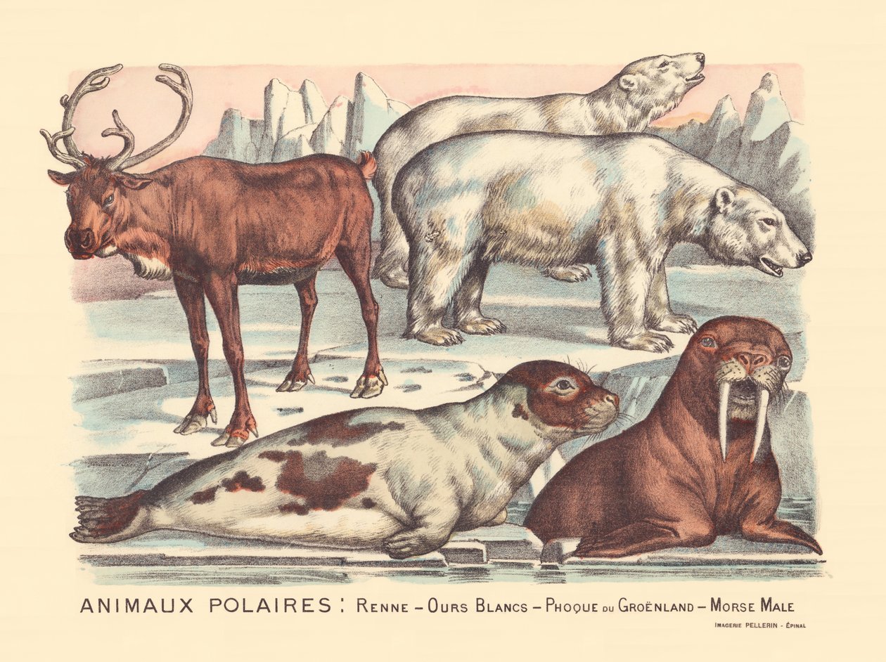 Side 14: Polardyr: reinsdyr, isbjørn, grønlandssel, hvalrosshann av Gabriel Gostiaux
