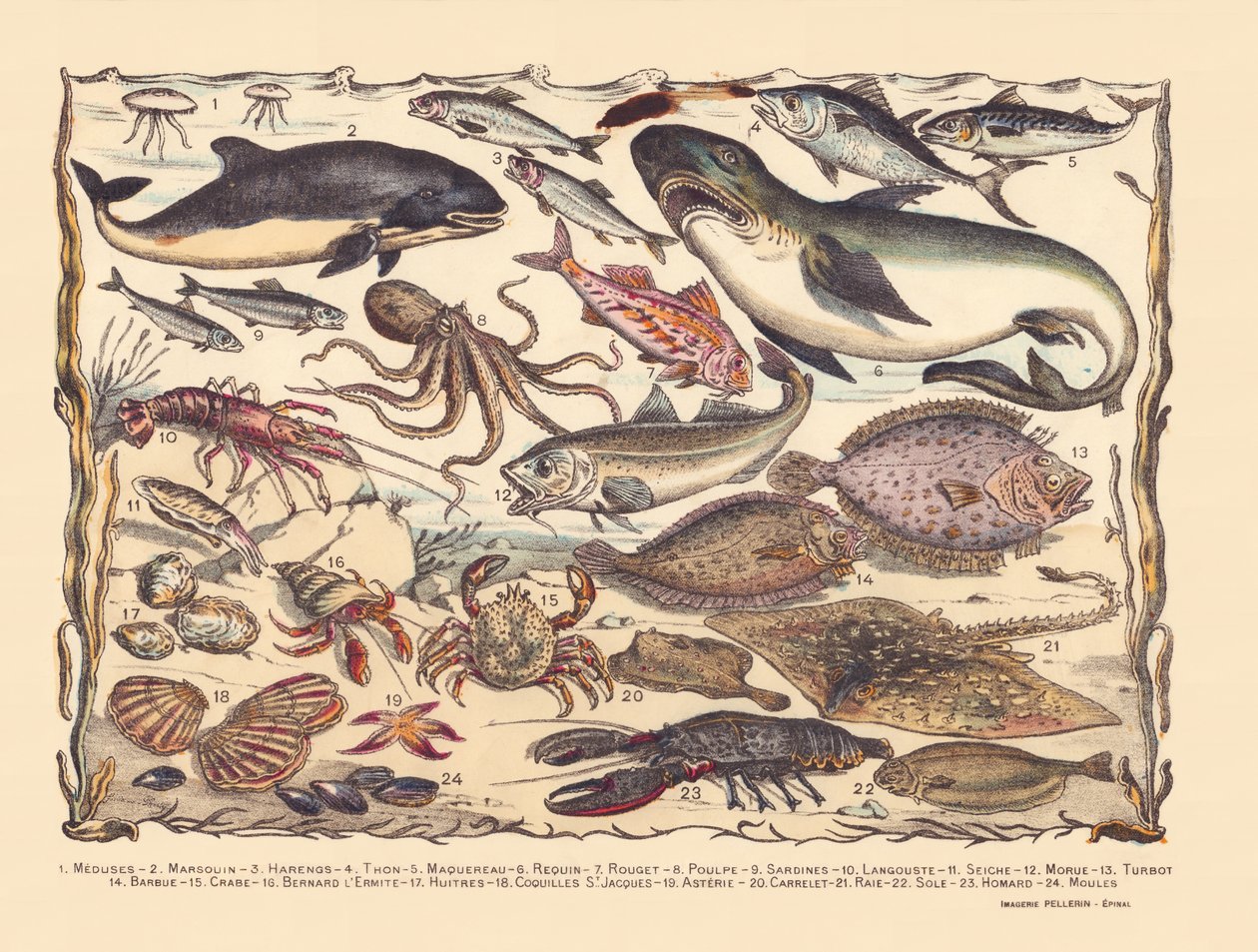 Side 16: Maneter, nise, sild, tunfisk, makrell, hai, multe, blekksprut, sardiner, hummer, blekksprut, torsk, piggvar, skjegg, krabbe, eremitt Bernard, østers, kamskjell, asteria, fliser, rokke, tunge, hummer, blåskjell av Gabriel Gostiaux