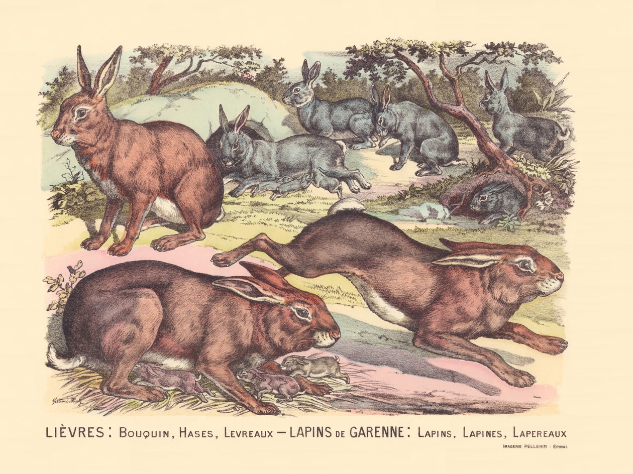 Side 12: Harer: bok, haser, lepper Garenne-kaniner: kaniner, kaniner, kaniner av Gabriel Gostiaux