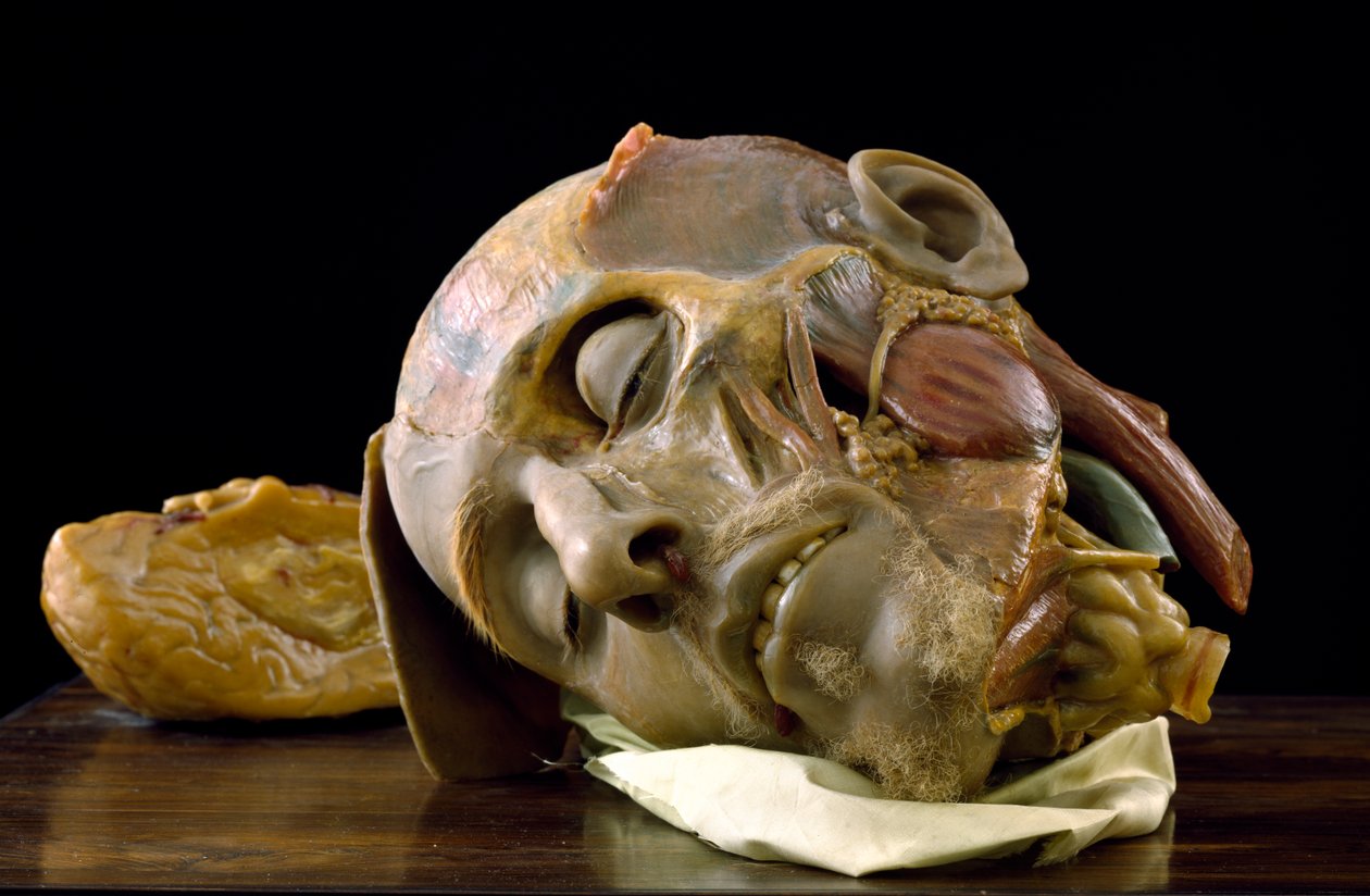 Anatomisk modell av en gammel manns hode (voks) av Gaetano Giulio Zumbo