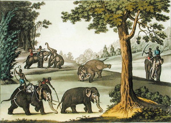 Capturing Elephants in Burma, plate 76 fra 