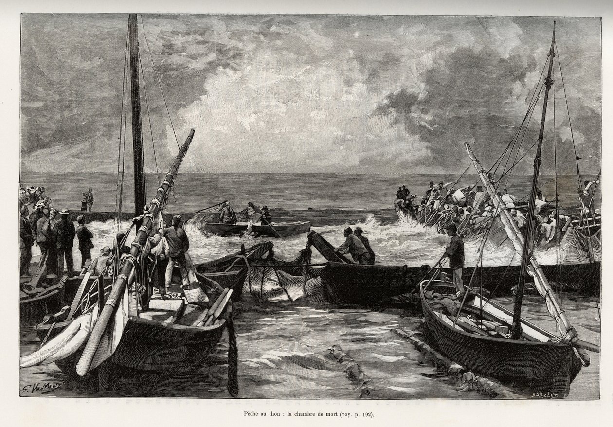 Tunfiske (mattanza): dødskammeret, tunfiskpresser på trange steder er dekket av fiskernes harpuner. Gravering og historie "" La Sardaigne"" av Gaston Vuillier (1845-1915), i 1890, i Le tour du monde, nouveau journal des voyages, under t. av Gaston Vuillier
