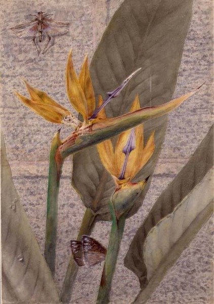 En Strelizia Lily av General John Chamberlayne