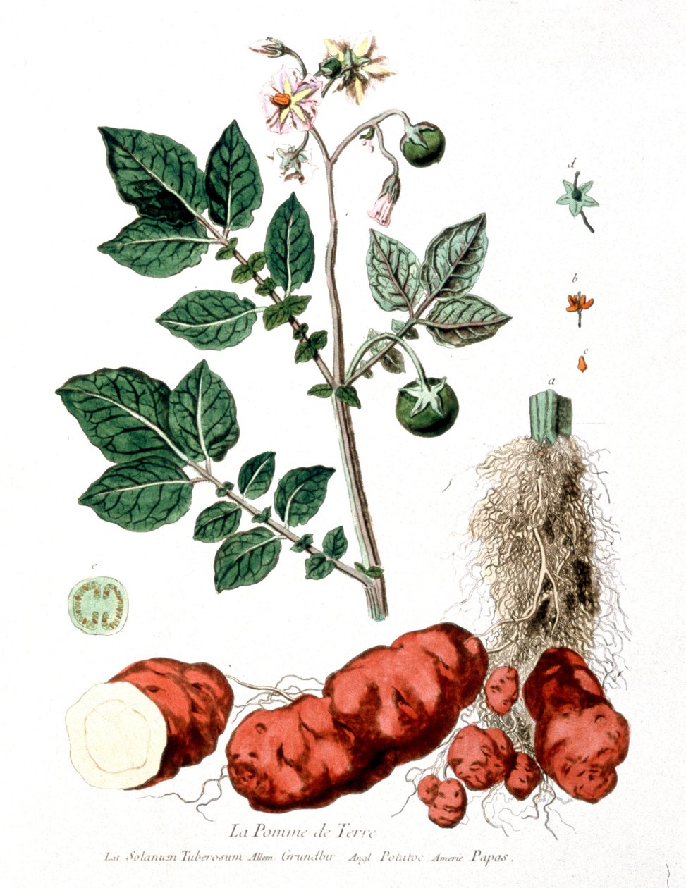 Potet, botanisk tallerken av G. de Nangis, Frankrike av Genevieve Regnault de Nangis
