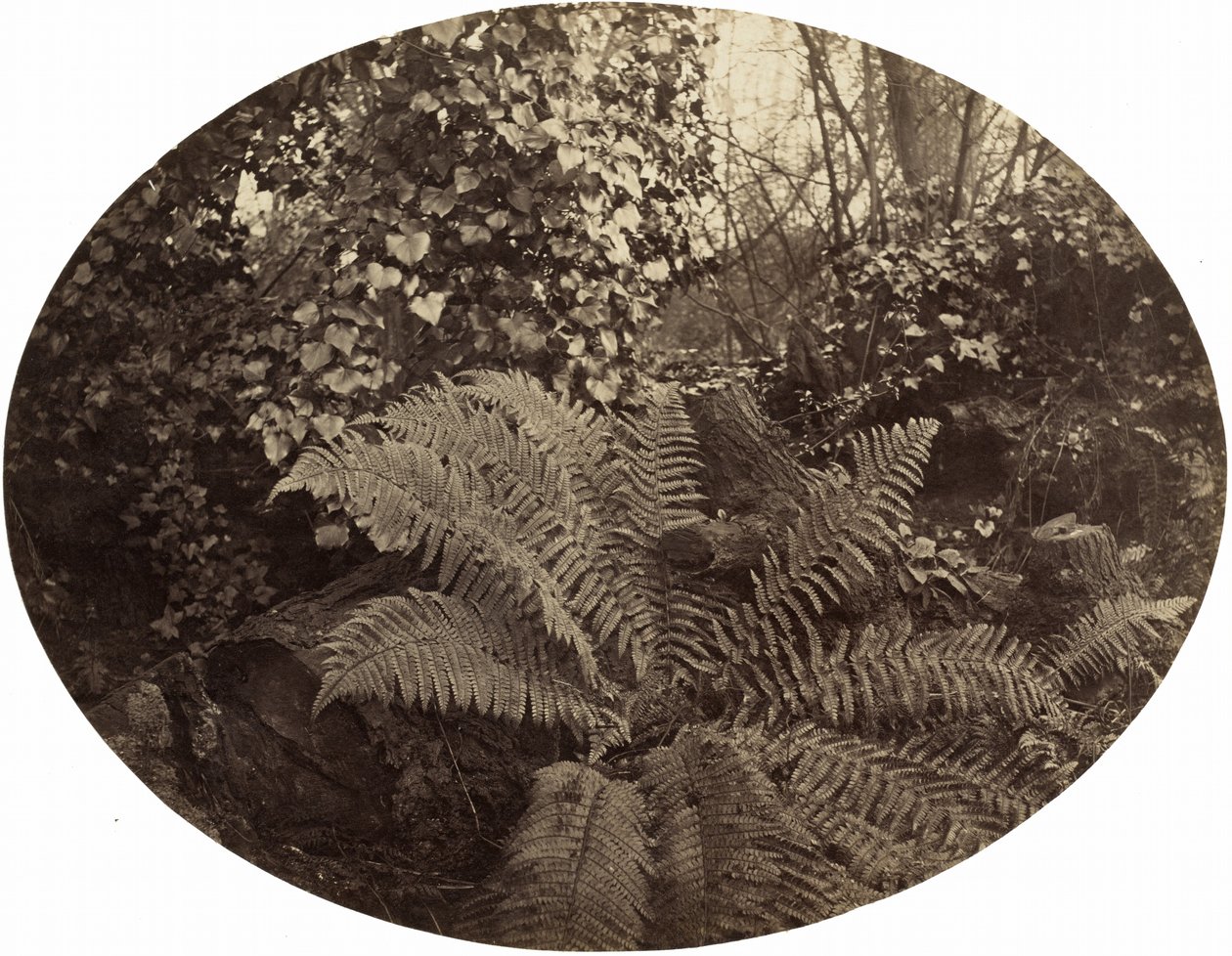 Winter Fronds of the Prickly Fern, ca. 1862. av Geoffrey Bevington