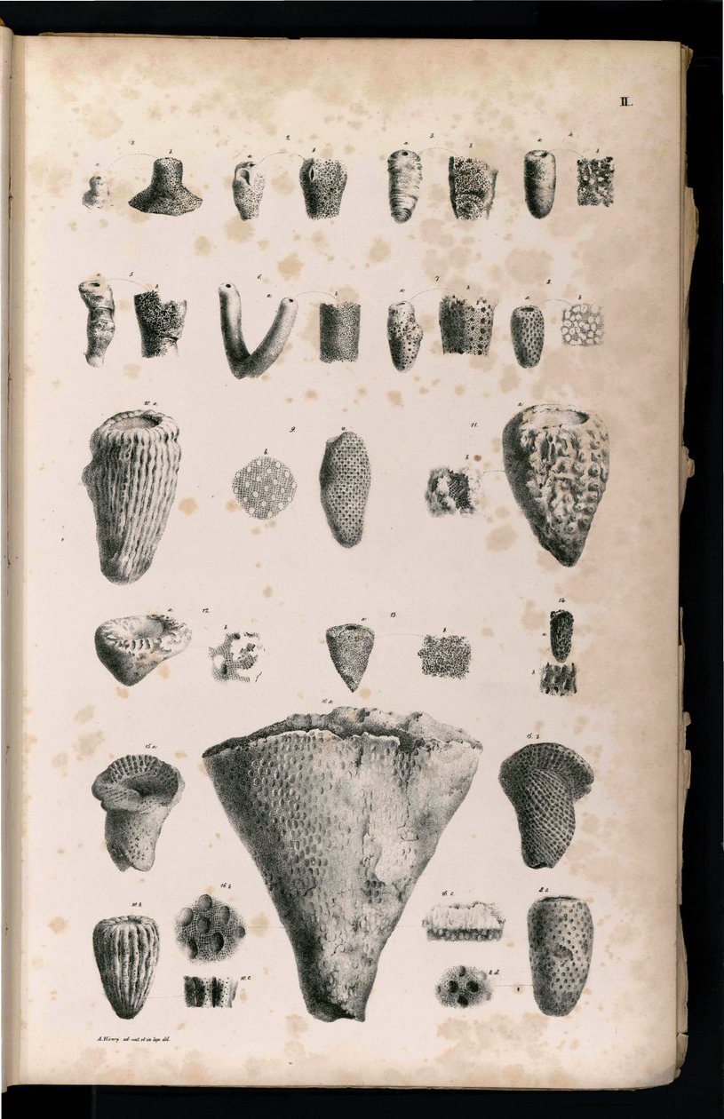 Bord av Georg August Goldfuß