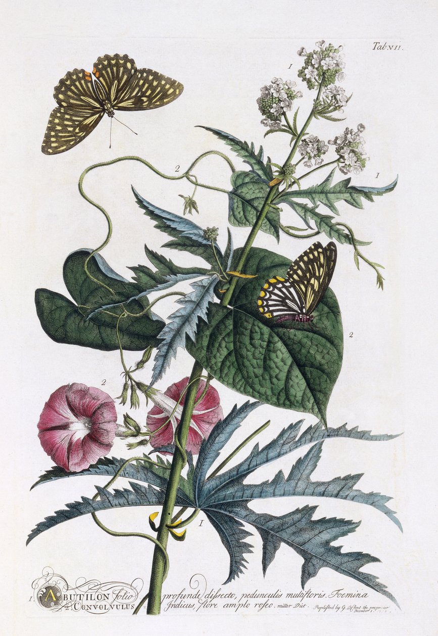 Abutilon und Convolvulus, ca. 1748 (håndfarget gravering) av Georg Dionysius Ehret