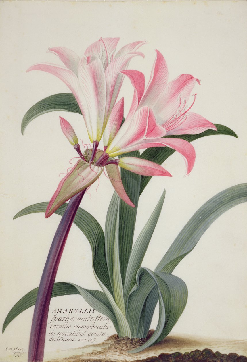 Amaryllis Belladonna, 1761 (wc, gouache og grafitt på vellum) av Georg Dionysius Ehret