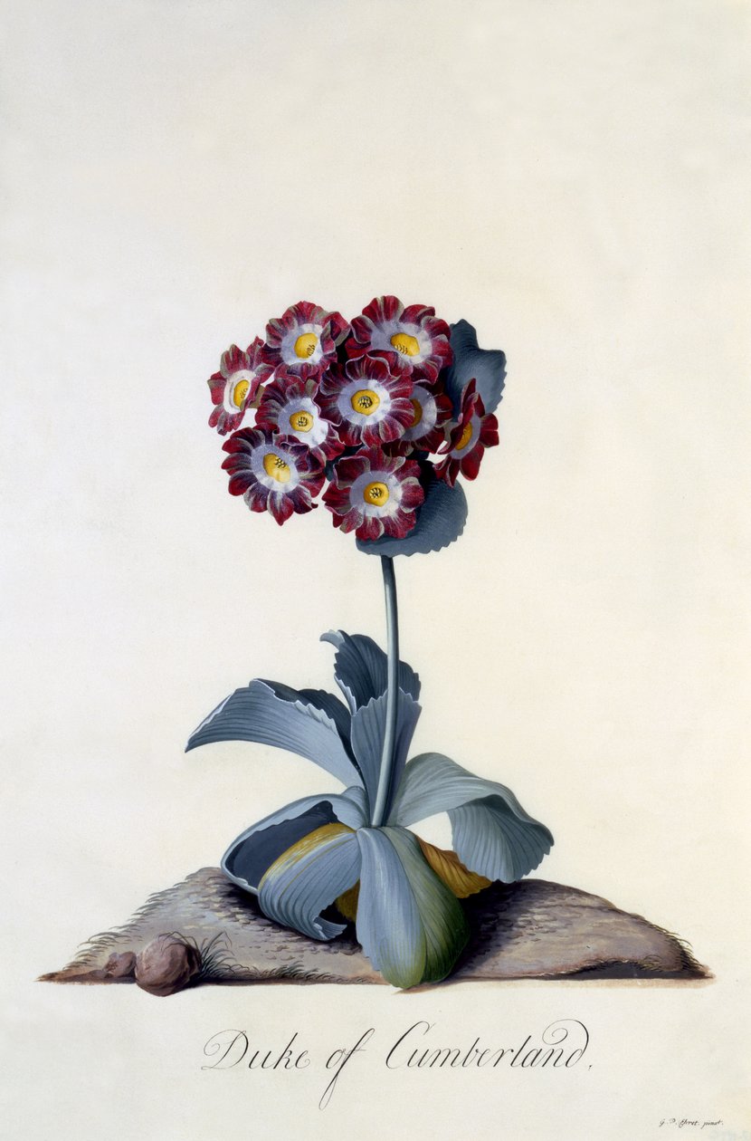 Auricula Duke of Cumberland ca. 1743 (håndfarget gravering) av Georg Dionysius Ehret