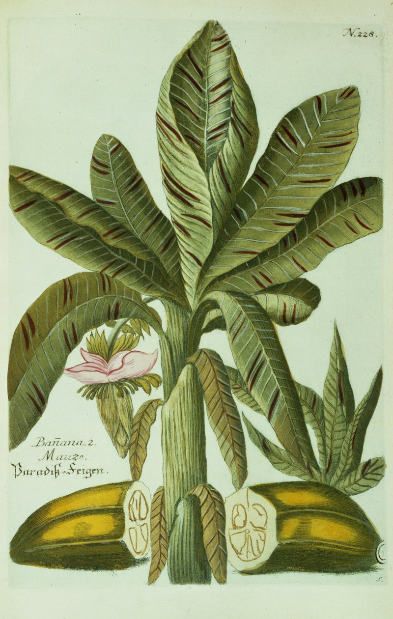 Banan, fra J. Weinmanns Phytanthoza Iconographia, 1734-45 av Georg Dionysius Ehret