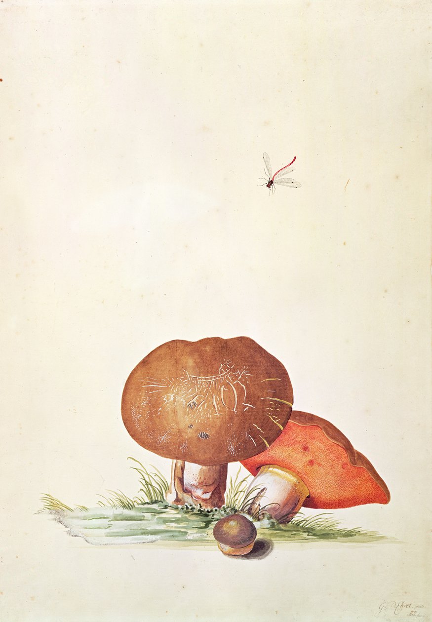 Cep Mushroom med Damsel Dragonfly av Georg Dionysius Ehret
