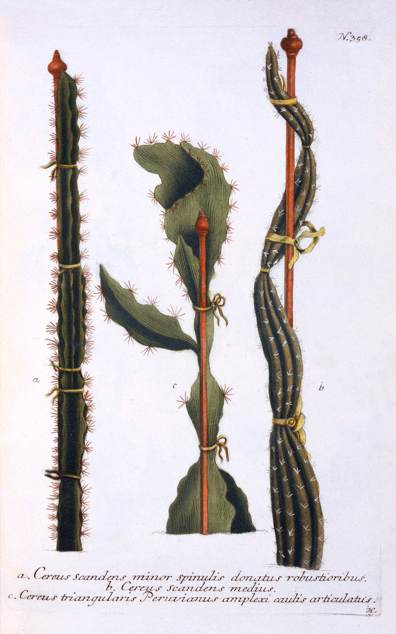 Cereus scandens minor, Cereus scandens medeus og triangularis Peruvianus, fra 