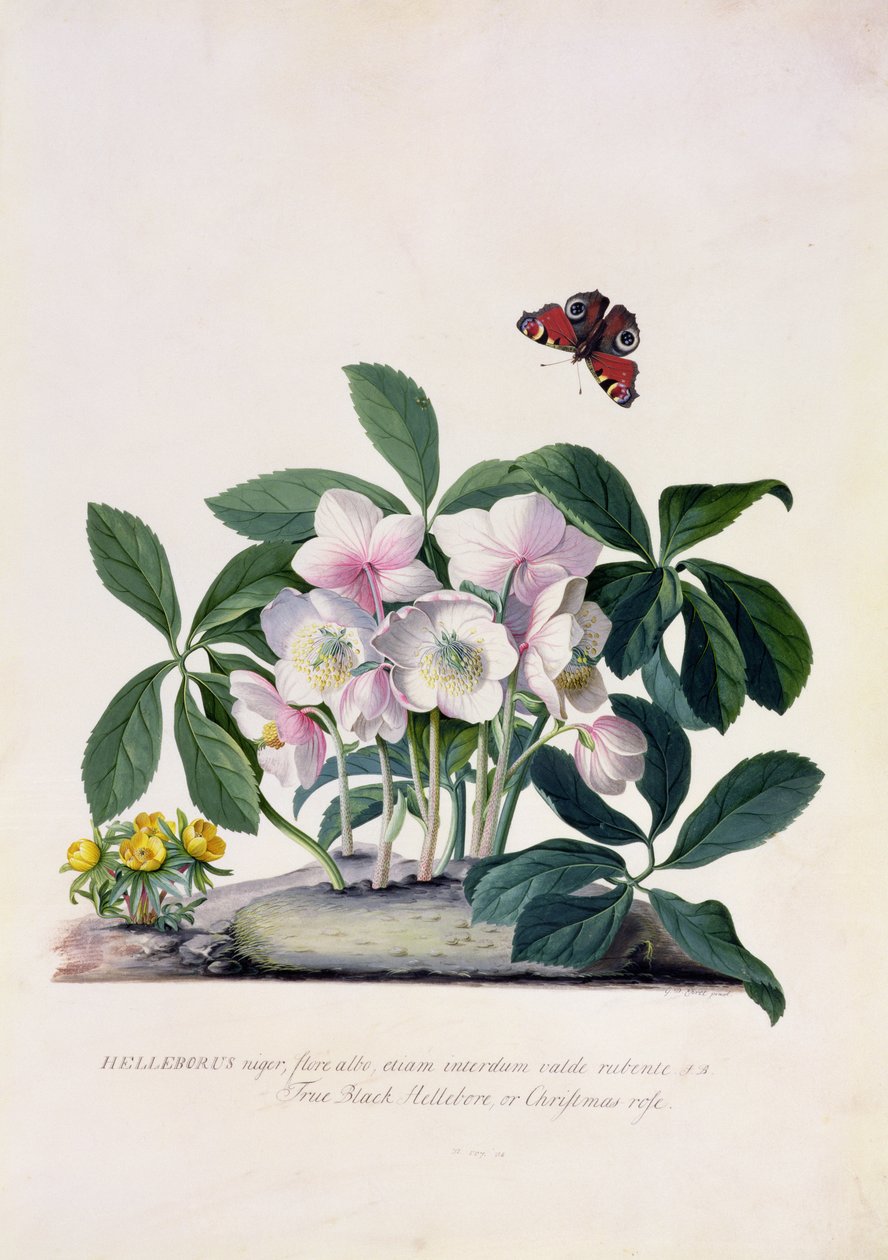 Julerose (Helleborus niger) og vinterakonitt (Eranthis hyemalis) (gouache på vellum) av Georg Dionysius Ehret