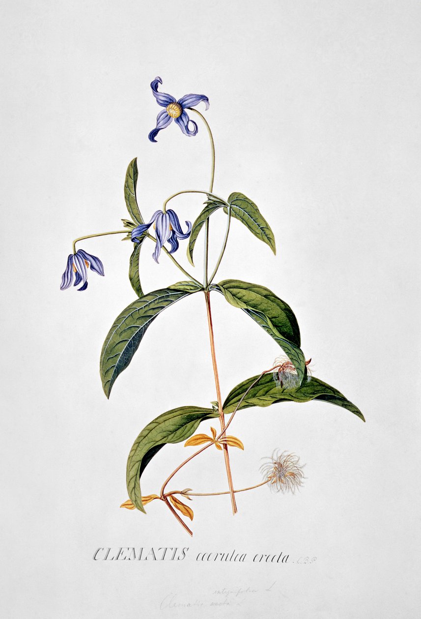 Klematis: Integrafolia av Georg Dionysius Ehret