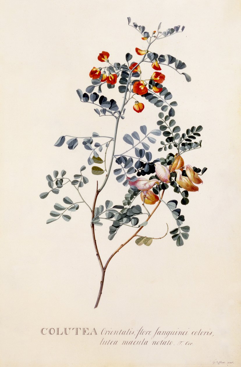 Colutea, ca. 1745 (håndfarget gravering) av Georg Dionysius Ehret