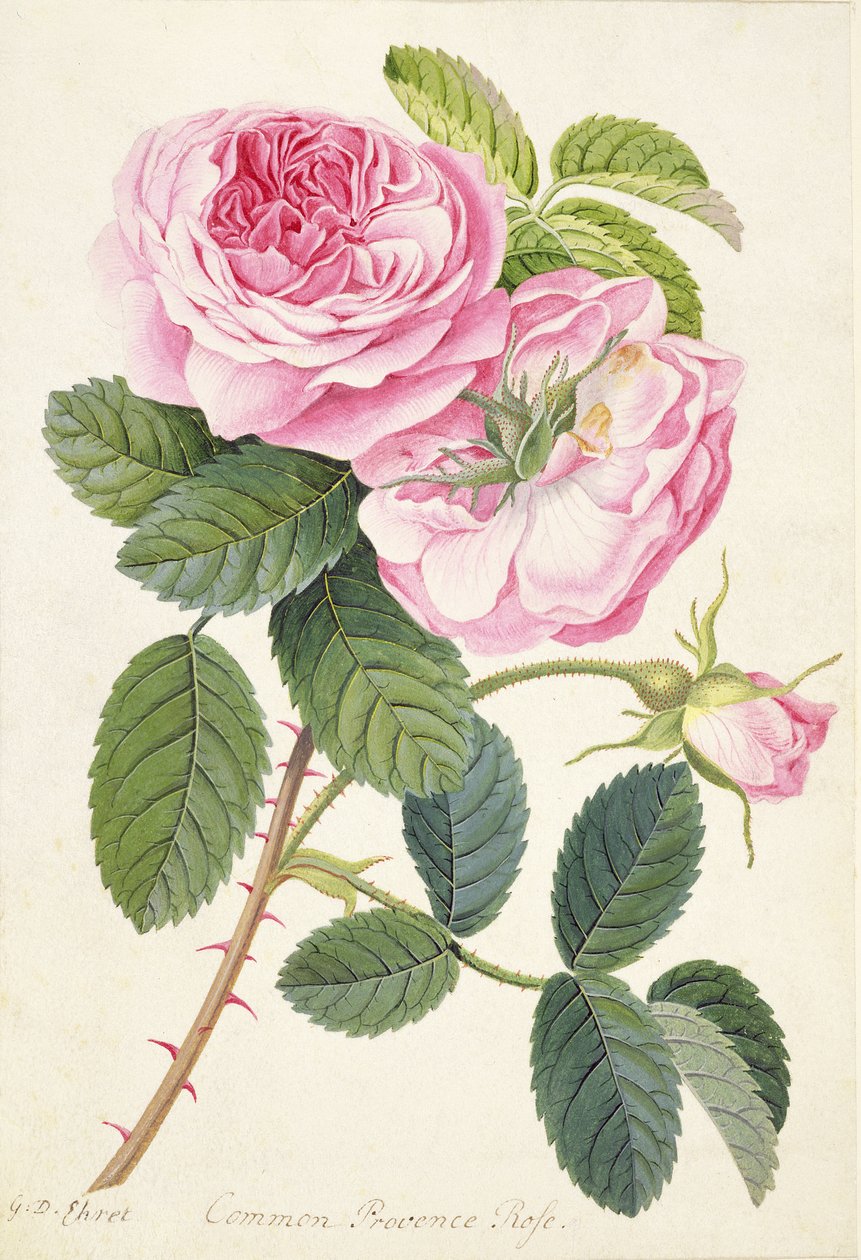 Vanlig Provence Rose (blyant, wc og kroppsfarge på vellum) av Georg Dionysius Ehret