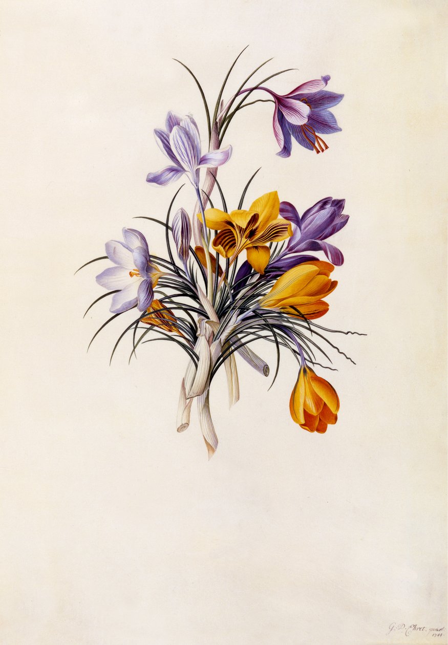 Krokus, ca. 1744 (håndfarget gravering) av Georg Dionysius Ehret