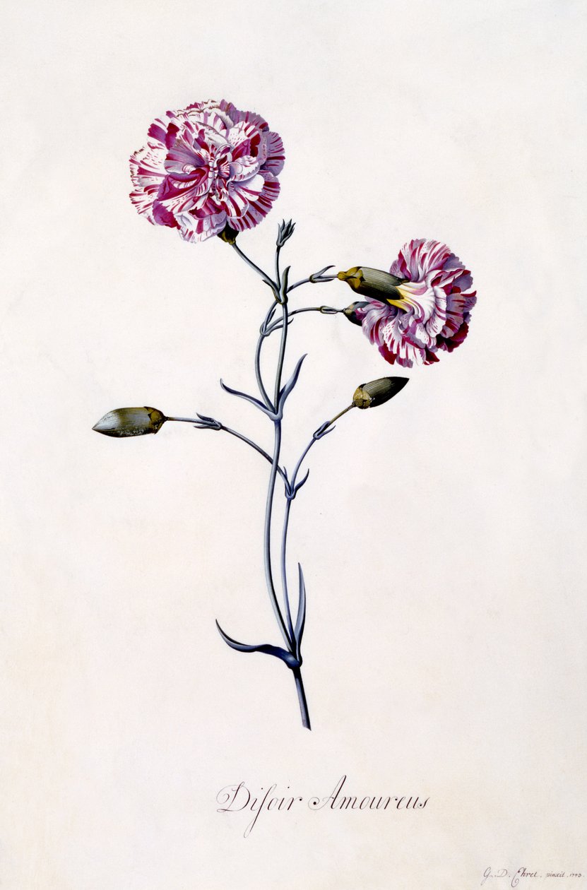 Difor amourius, nellik, ca. 1745 (håndfarget gravering) av Georg Dionysius Ehret
