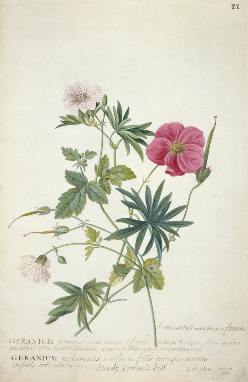Geranium. To sammenflettede stengler av forskjellige arter, 1767 (wc, grafitt og kroppsfarge på papir) av Georg Dionysius Ehret