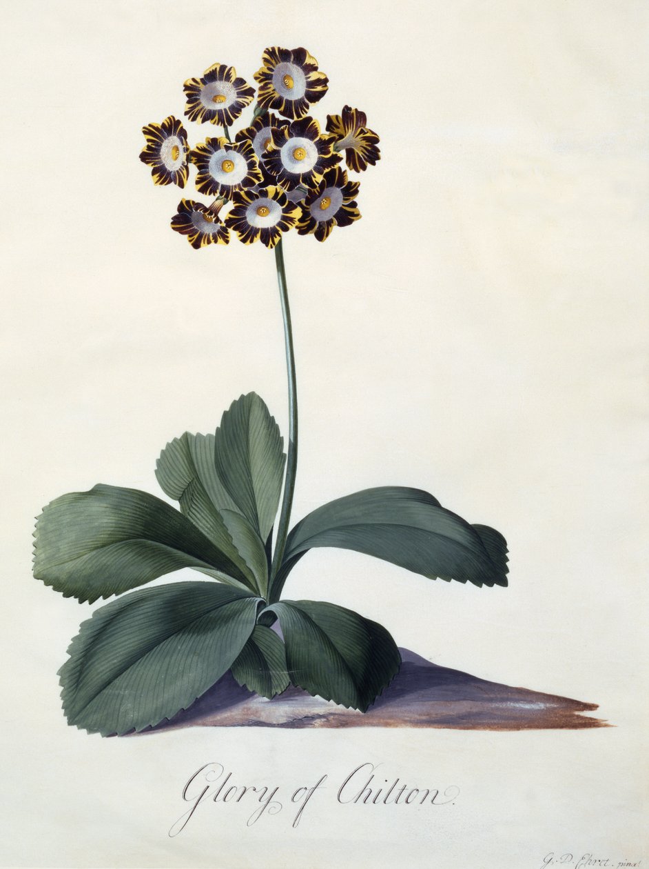 Glory of Chilton, ca. 1745 (håndfarget gravering) av Georg Dionysius Ehret