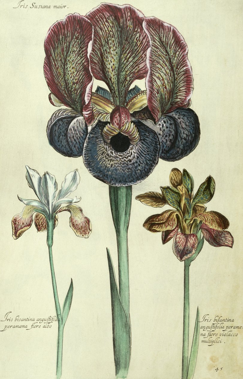 Iris susiana major og Iris bisantina angustifolia av Georg Dionysius Ehret
