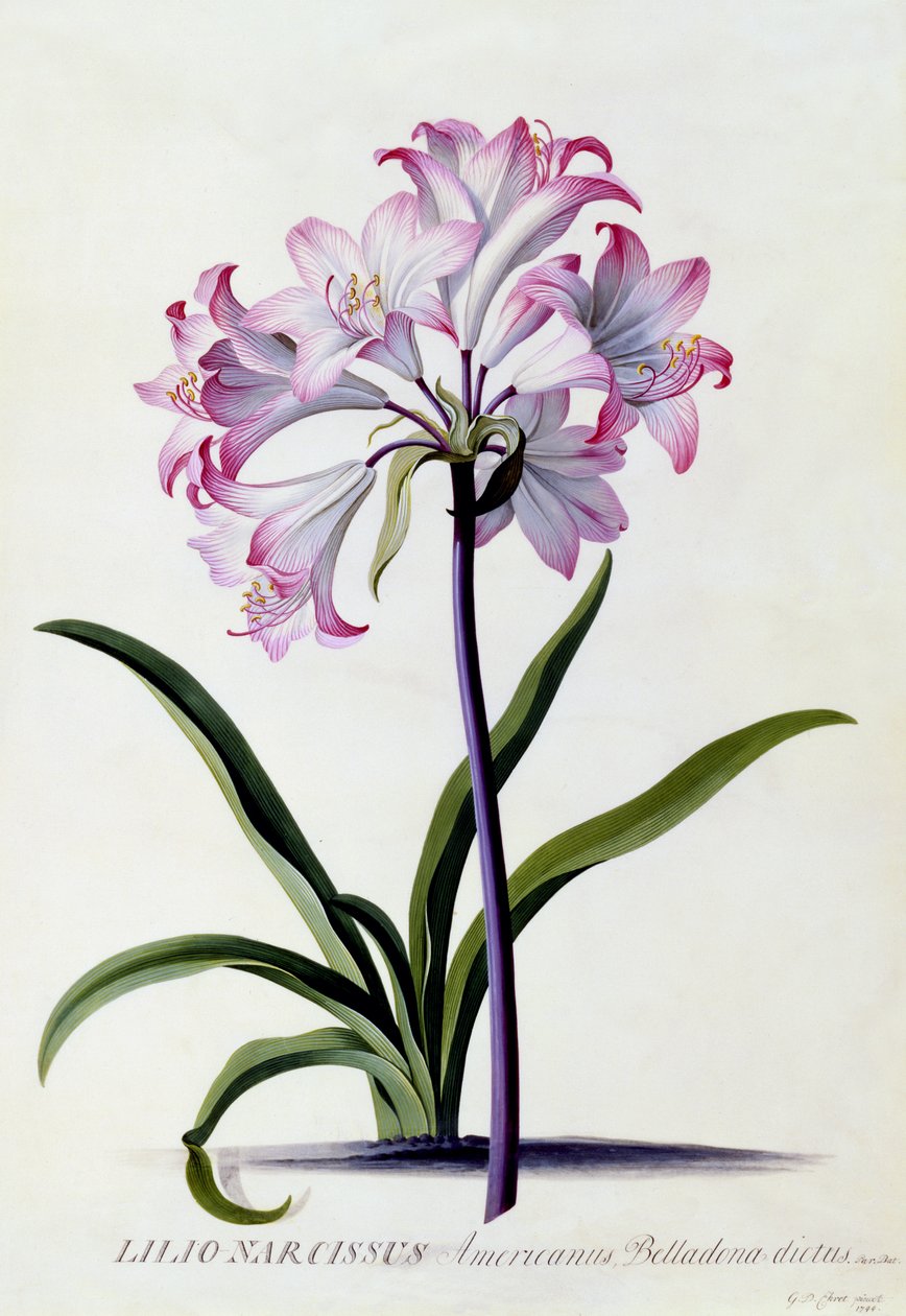 Lilio Narcissus, ca. 1744 (håndfarget gravering) av Georg Dionysius Ehret