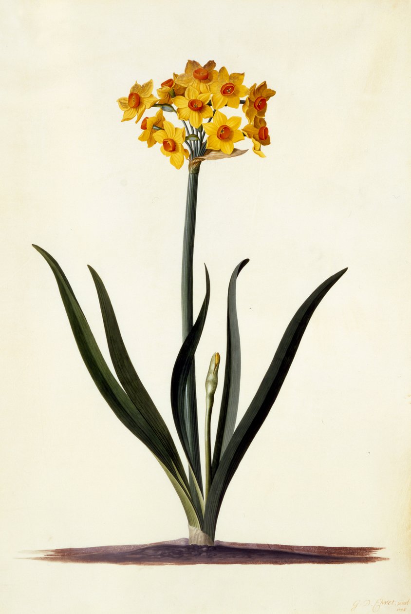 Narcissus, ca. 1745 (håndfarget gravering) av Georg Dionysius Ehret