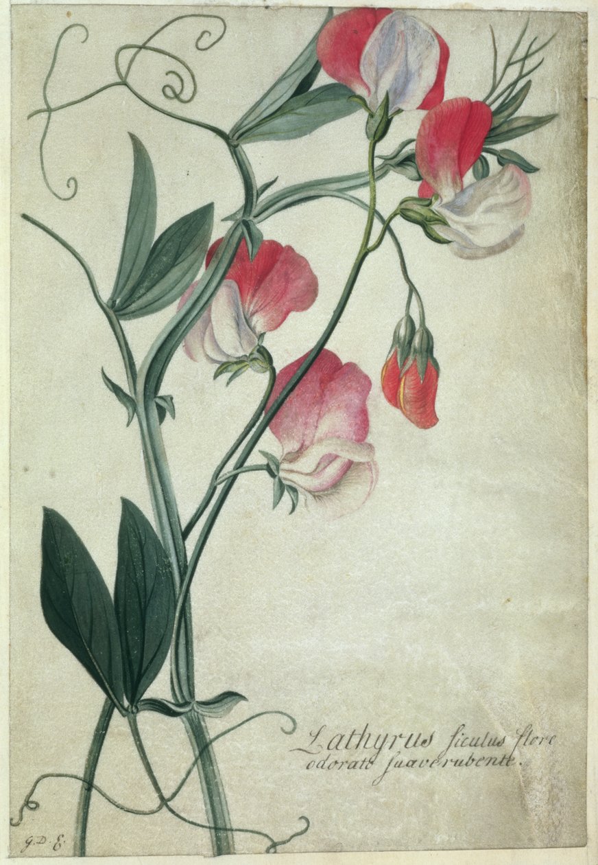 PD.113-1973.f1 Lathyrus Siculus Flore, ca. 1760-70 (wc på vellum) av Georg Dionysius Ehret