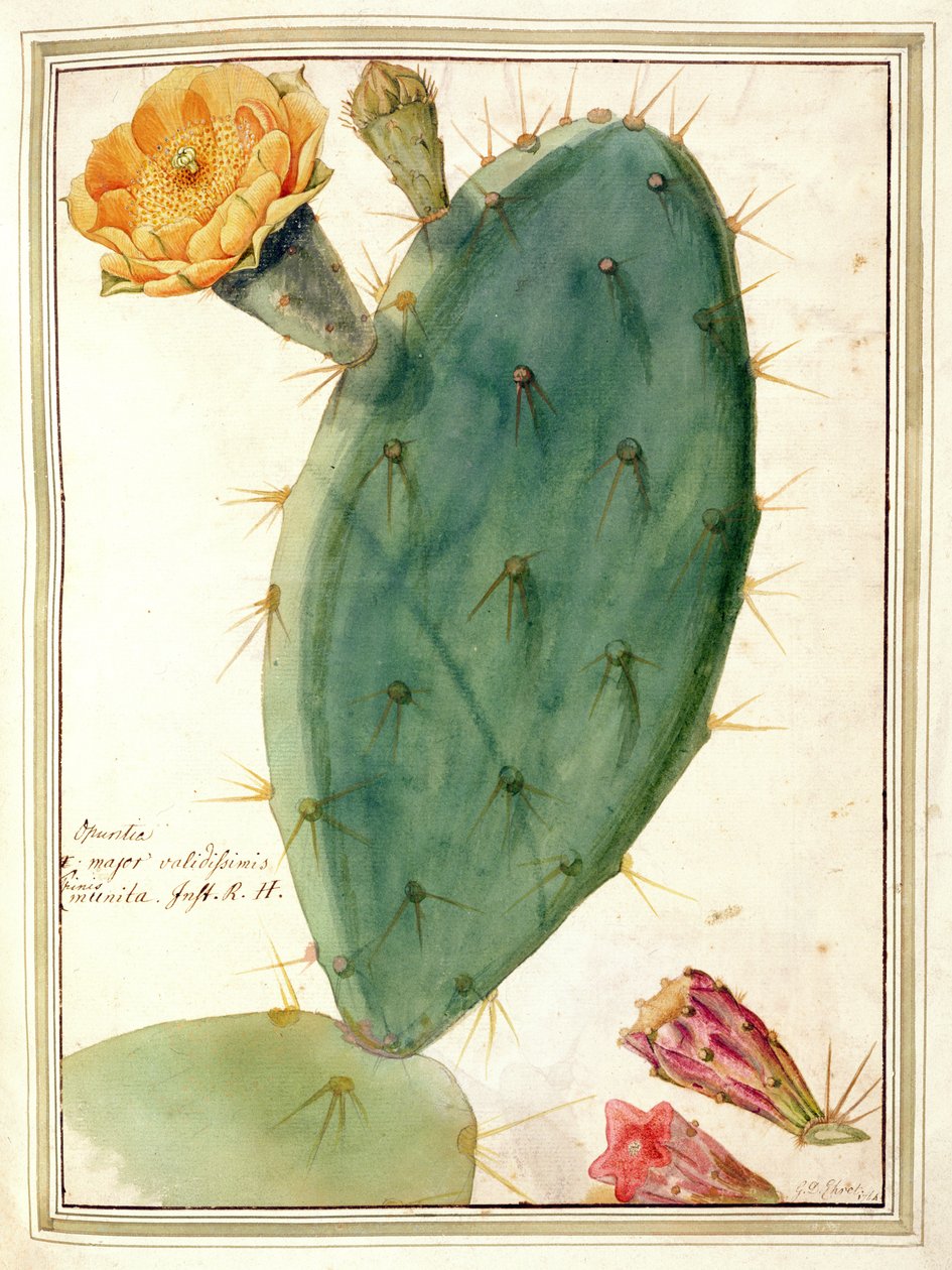 PD.115-1973. f38 Detalj av kaktus med oransje blomst, ca. 1764 av Georg Dionysius Ehret