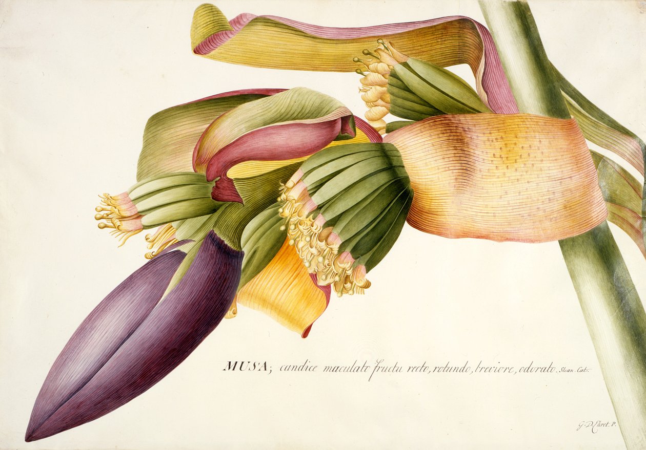 PD.117-1973f.19 Blomst av banantreet (Musa candice maculato fructo) (wc og gouache på vellum) av Georg Dionysius Ehret
