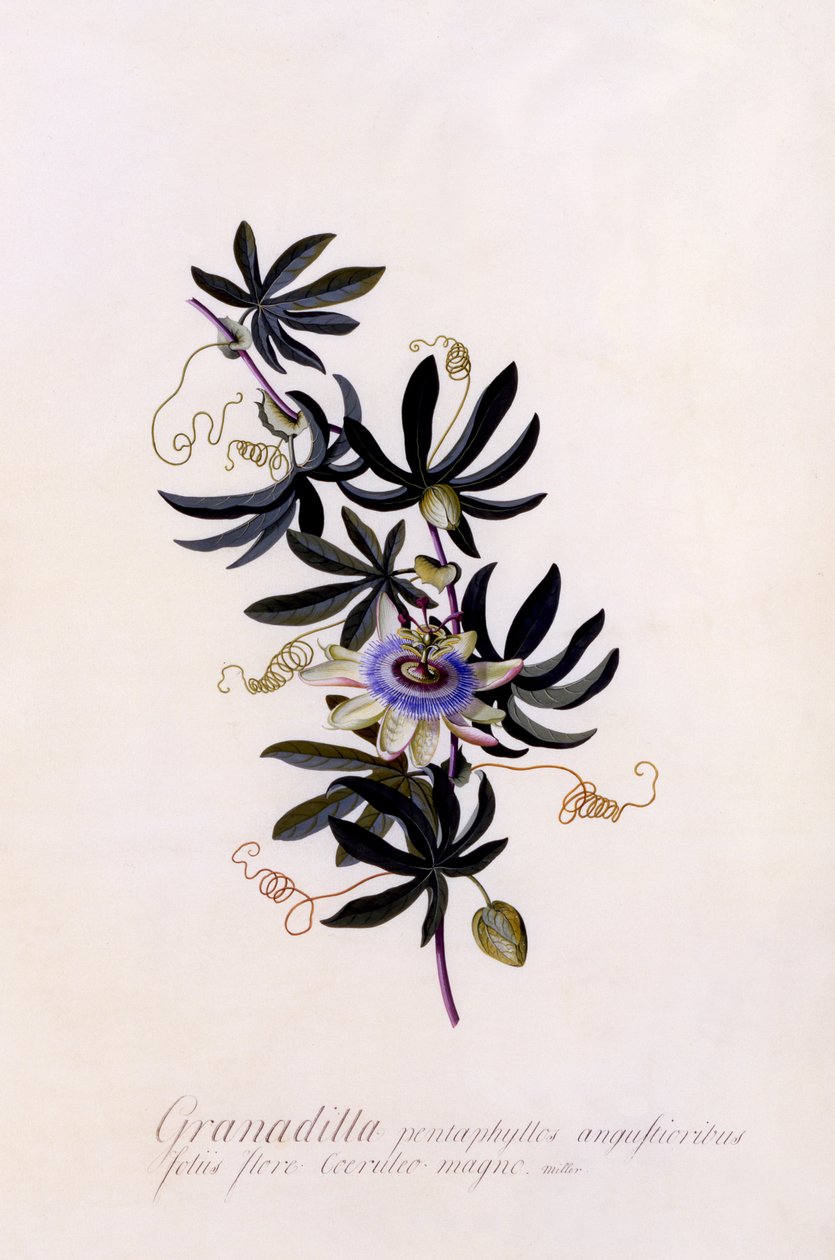 Passiflora Granadilla, ca. 1745 (håndfarget gravering) av Georg Dionysius Ehret