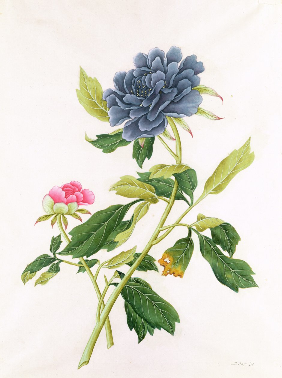 Peon av Georg Dionysius Ehret