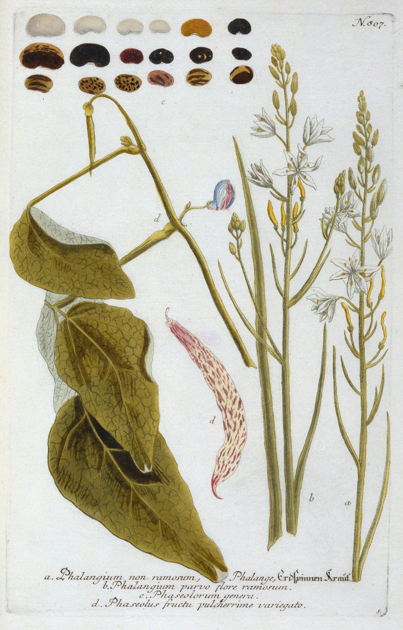 Phalangium fra Johann Wilhelm Weinmanns Phytanthoza Iconographia, 1737 (håndfarget gravering) av Georg Dionysius Ehret