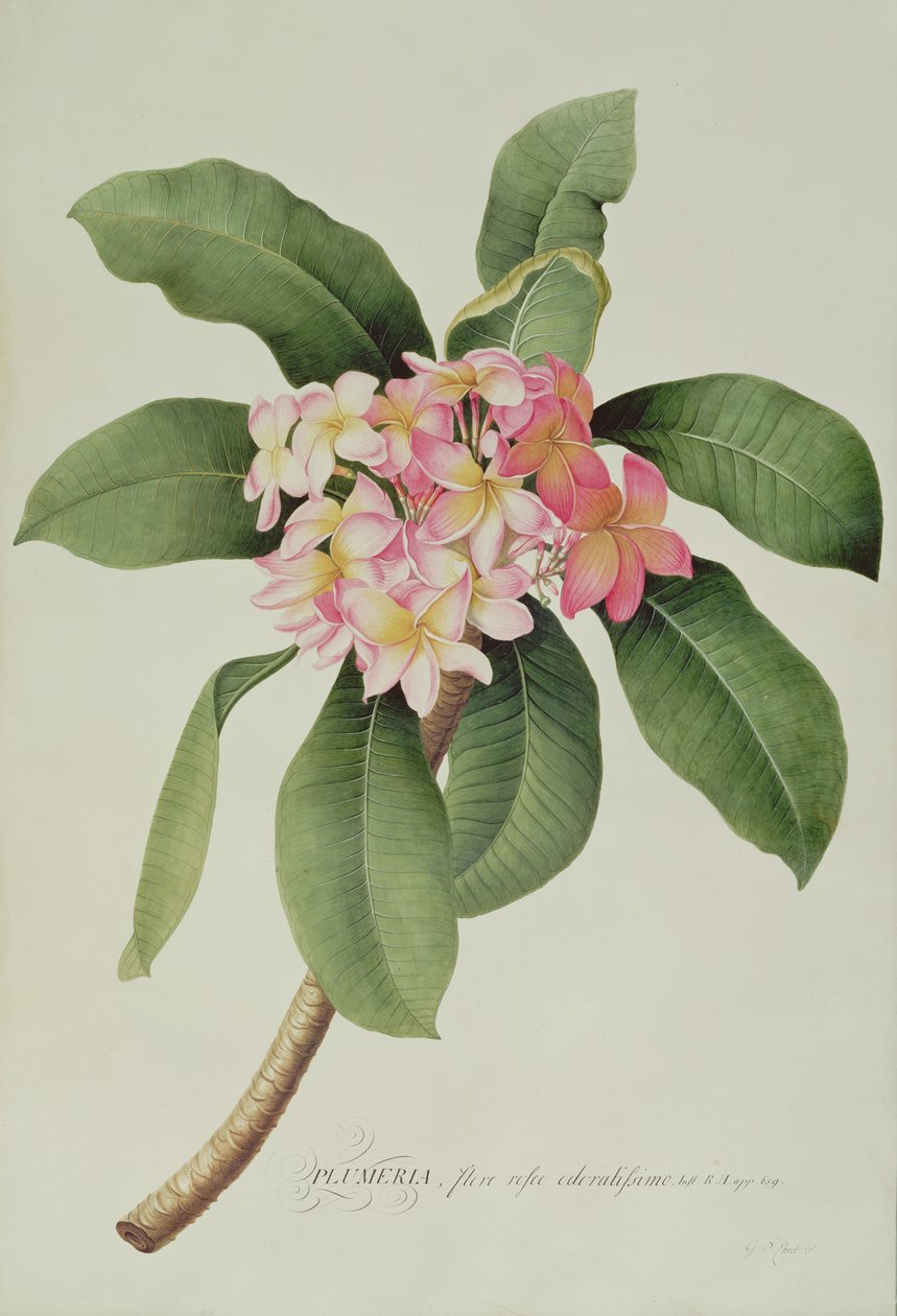 Plumeria av Georg Dionysius Ehret