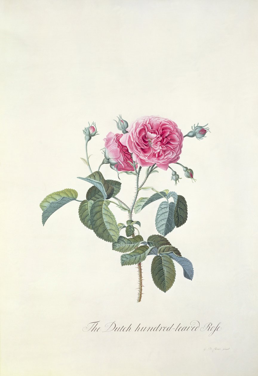 Rose: Nederlandsk hundrebladet rose av Georg Dionysius Ehret
