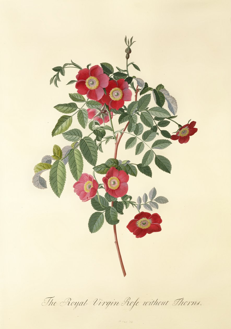 Rose: uten torner (Royal Virgin Rose) av Georg Dionysius Ehret