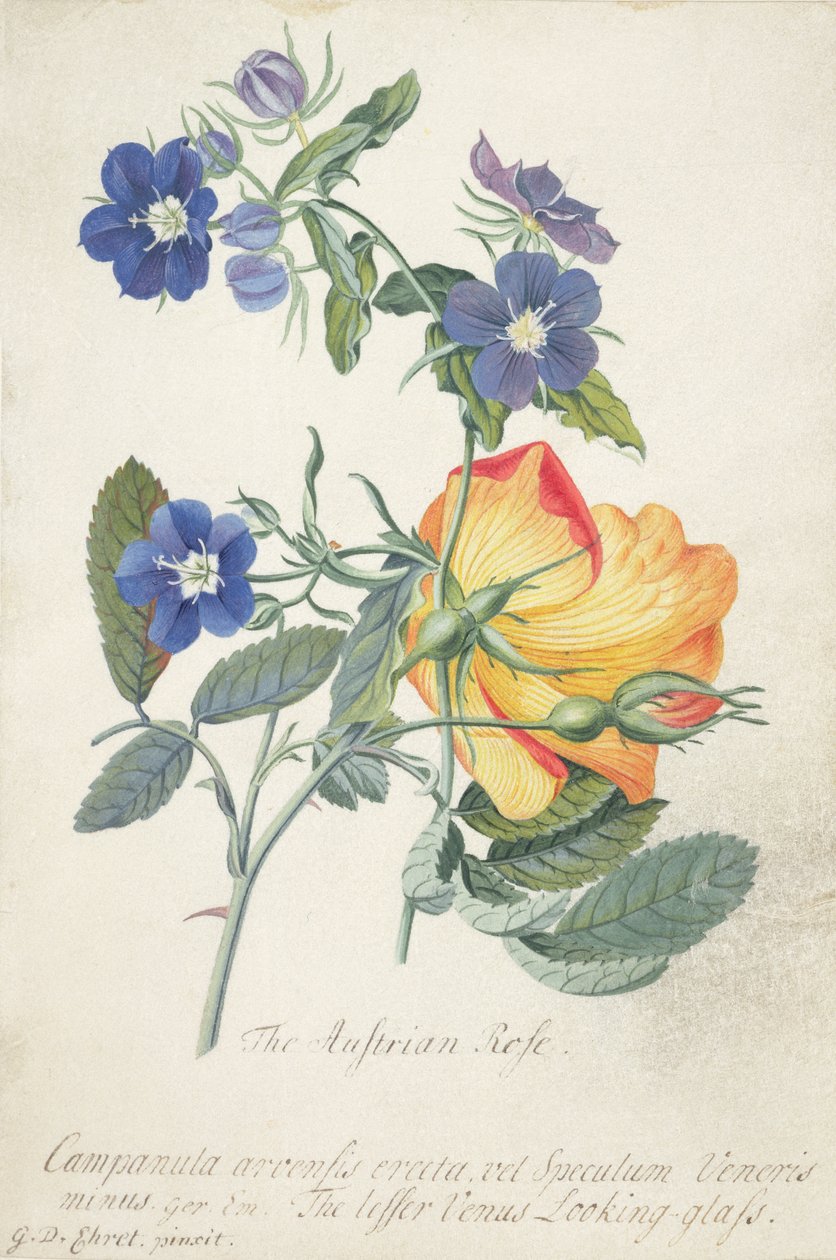 Den østerrikske rosen, sammenflettet spray av de to separate artene (grafitt, wc og kroppsfarge på vellum) av Georg Dionysius Ehret