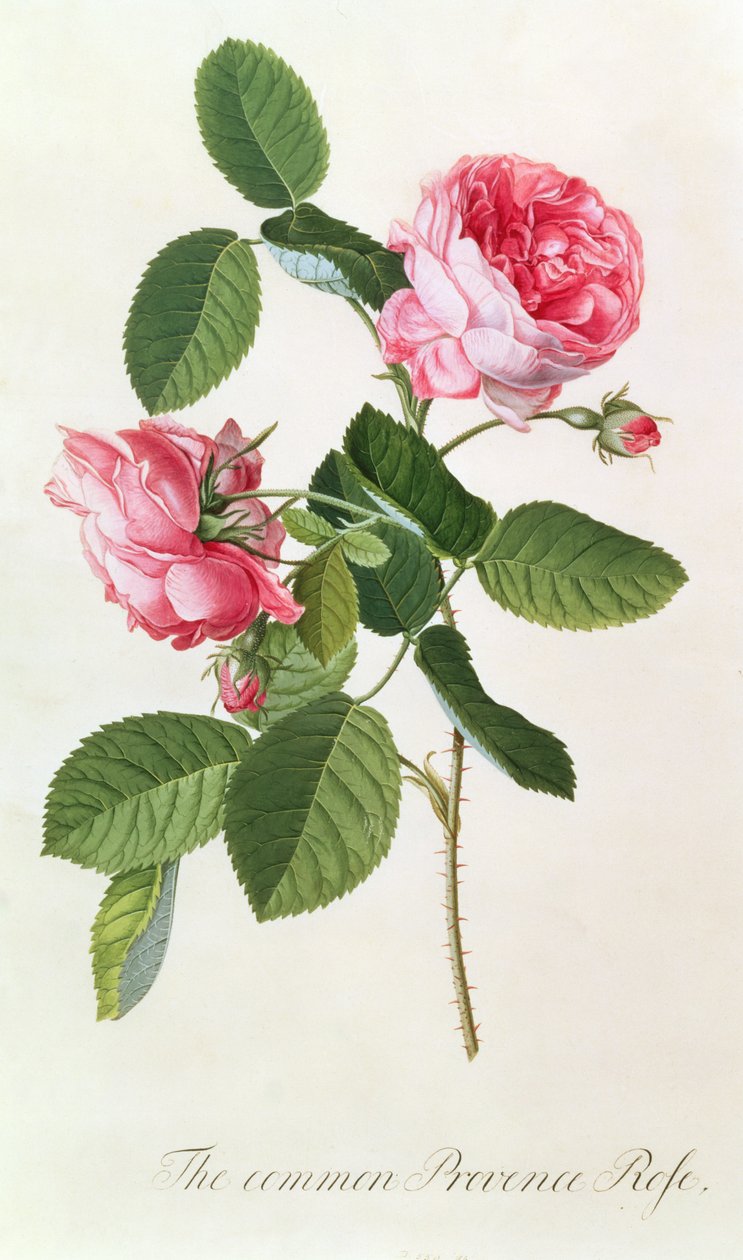 Den vanlige Provence-rosen av Georg Dionysius Ehret