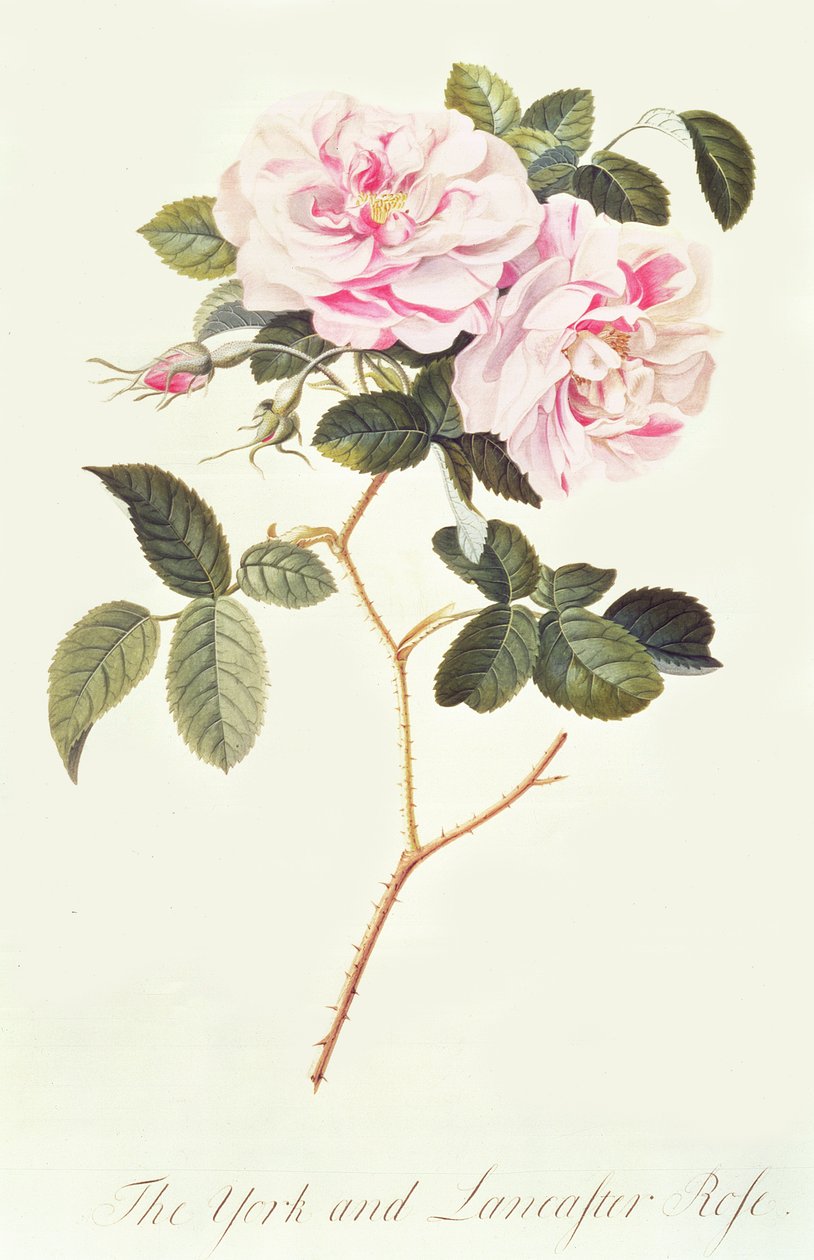 York og Lancaster Rose av Georg Dionysius Ehret