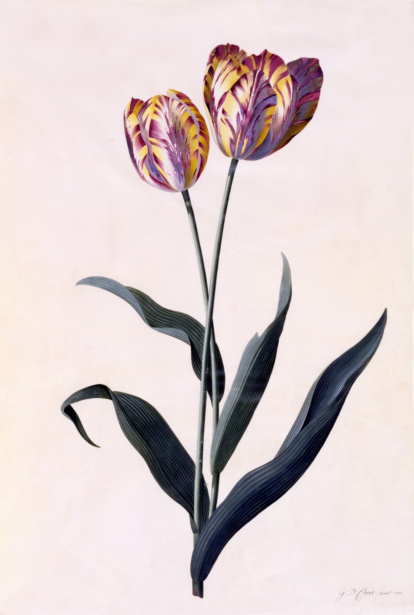 Tulipan, ca. 1744 (håndfarget gravering) av Georg Dionysius Ehret