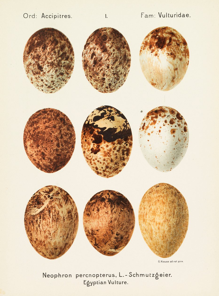 Palearctic Universal Oology, 1906. av Georg Albert Julius Krause