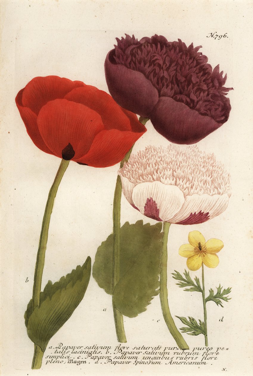 Opiumsvalmuevarianter, Papaver somniferum og Anemone mexicana av Georg Dionysius (after) Ehret