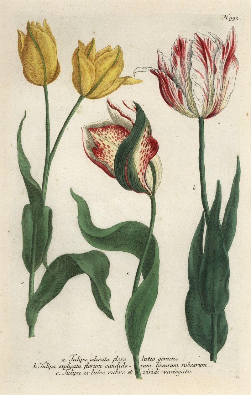Tulipanvarianter, Tulipa gesneriana av Georg Dionysius (after) Ehret