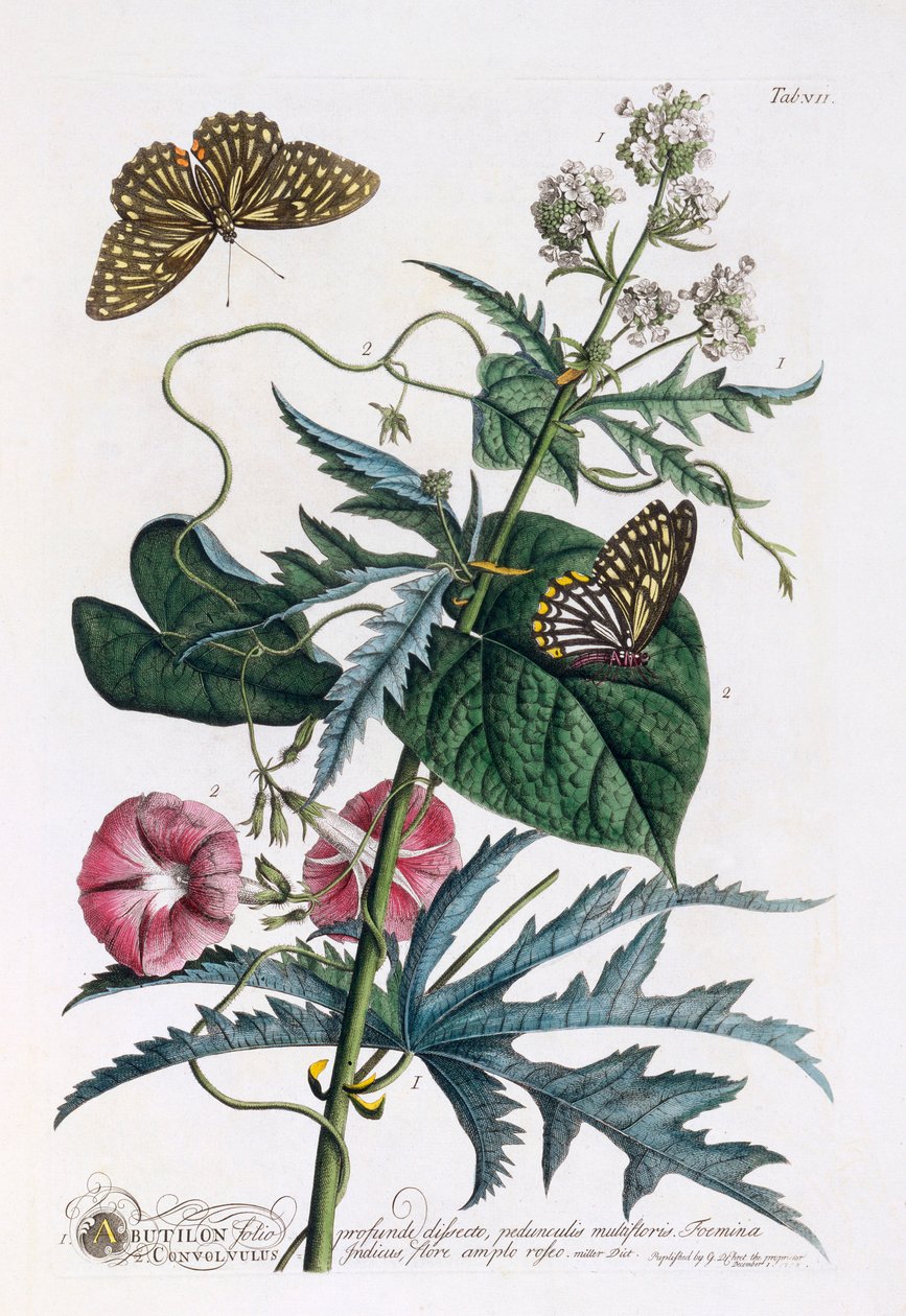 1. Abutilon, 2. Convolvulus, ca. 1748 håndfarget gravering. av "Georg Dionysius Ehret